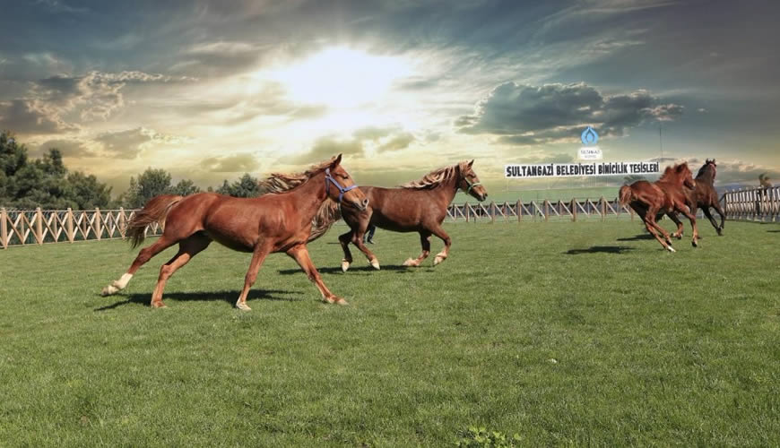 Trabzon'da At Binme: Doğanın Büyüsünü Keşfedin